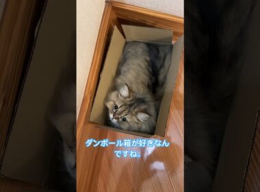 ダンボール箱が好きな猫＃ペルシャ猫＃猫＃cat
