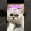 Waiting for me…Hime’s Sweet Hug💖🐾待っててくれたひめちゃんの大きなハグ#persiancat #ペルシャ猫 #puffpuff #cat #chincilla