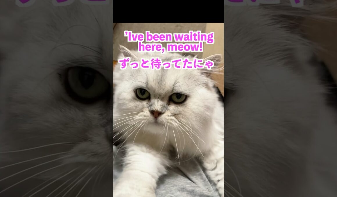 Waiting for me…Hime’s Sweet Hug💖🐾待っててくれたひめちゃんの大きなハグ#persiancat #ペルシャ猫 #puffpuff #cat #chincilla