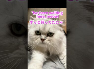 Waiting for me…Hime’s Sweet Hug💖🐾待っててくれたひめちゃんの大きなハグ#persiancat #ペルシャ猫 #puffpuff #cat #chincilla