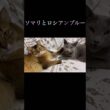 一緒に寛ぐ猫たち #ソマリ #ロシアンブルー #ねこのいる暮らし