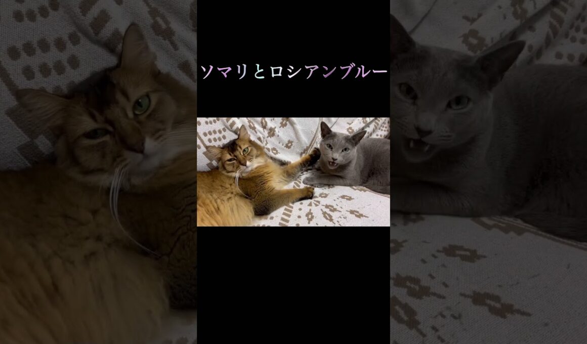 一緒に寛ぐ猫たち #ソマリ #ロシアンブルー #ねこのいる暮らし
