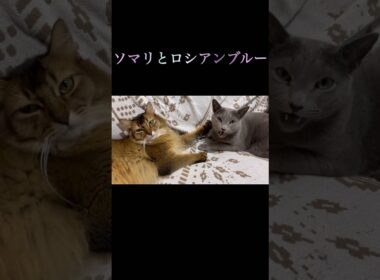 一緒に寛ぐ猫たち #ソマリ #ロシアンブルー #ねこのいる暮らし
