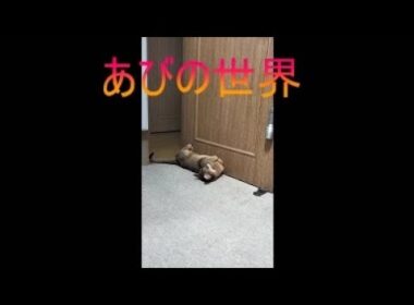 ネコ動画あび＃5270　あびの毎日　アビシニアン　あび