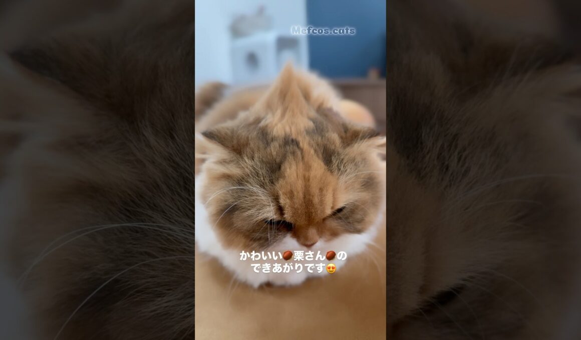 【爆笑】ふうちゃんがモヒカンに!?🌰 栗みたいで可愛すぎる💛 / Funny Cat Chestnut Mohican