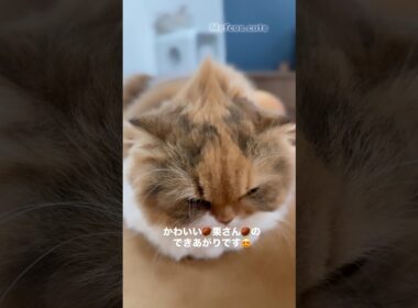【爆笑】ふうちゃんがモヒカンに!?🌰 栗みたいで可愛すぎる💛 / Funny Cat Chestnut Mohican