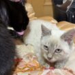 黒猫くーに、為す術なく、ナメナメされるシャム猫の子ネコ雫ちゃん。途中から、嫌がり反撃するも