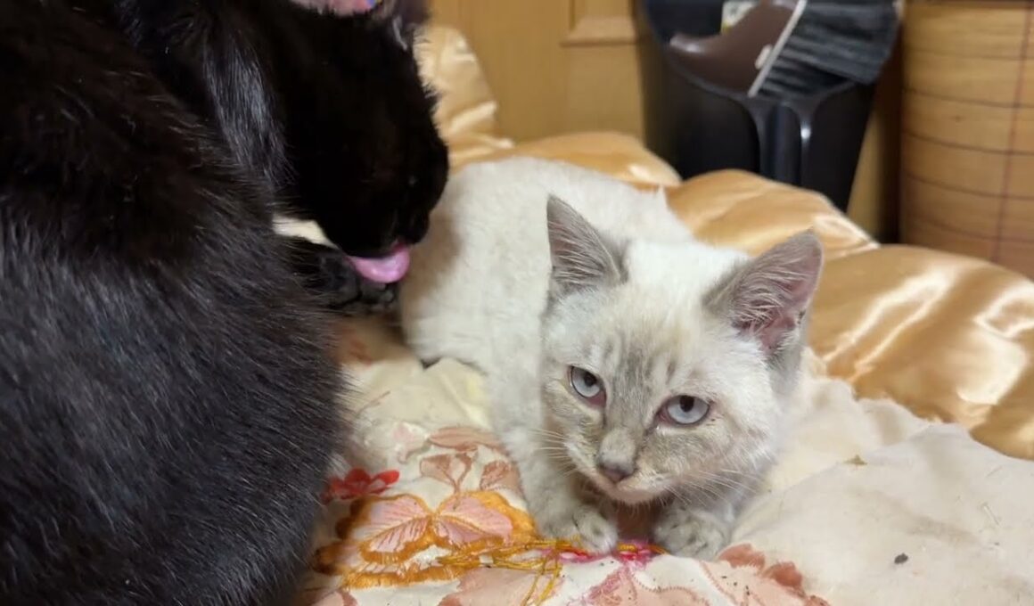 黒猫くーに、為す術なく、ナメナメされるシャム猫の子ネコ雫ちゃん。途中から、嫌がり反撃するも