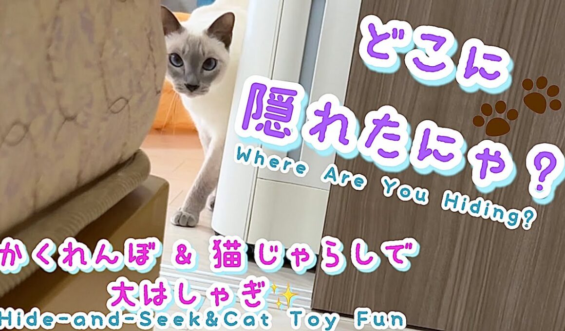 【トンキニーズ】かくれんぼで待っててくれる猫…見つけてくれた瞬間が可愛すぎました🐾💕Cat Playing Hide and Seek…Too Cute When He Found Me