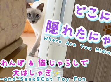 【トンキニーズ】かくれんぼで待っててくれる猫…見つけてくれた瞬間が可愛すぎました🐾💕Cat Playing Hide and Seek…Too Cute When He Found Me