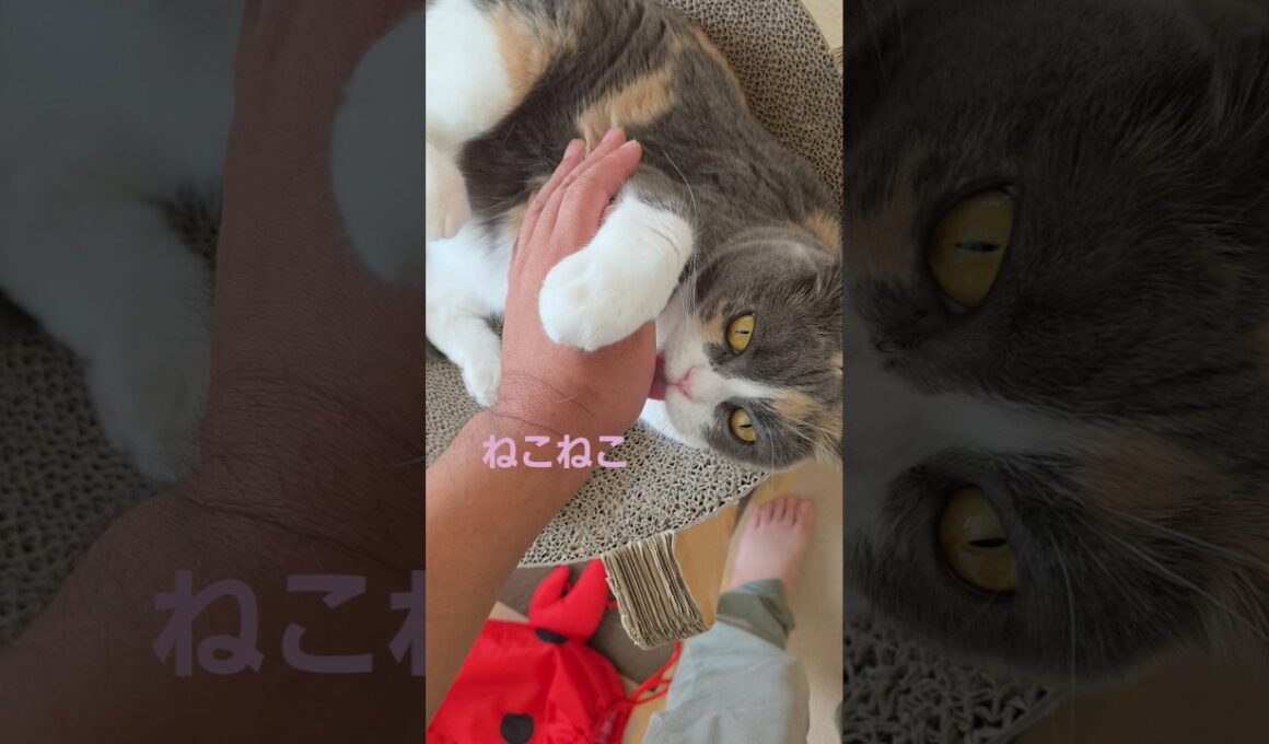 拒否されている様で受け入れてくれた愛猫🐱　#shorts #cat #猫 #猫動画 #猫のいる暮らし #猫好きさんと繋がりたい #マンチカン #スコティッシュフォールド