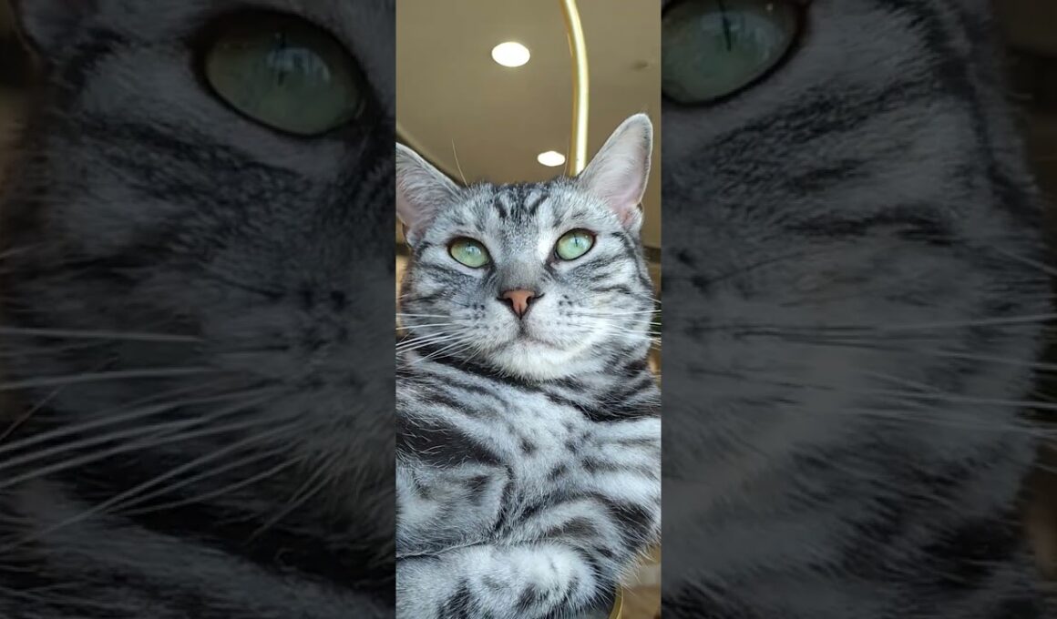 貫禄ありすぎなアメリカンショートヘアーのまぐろ(4/21)