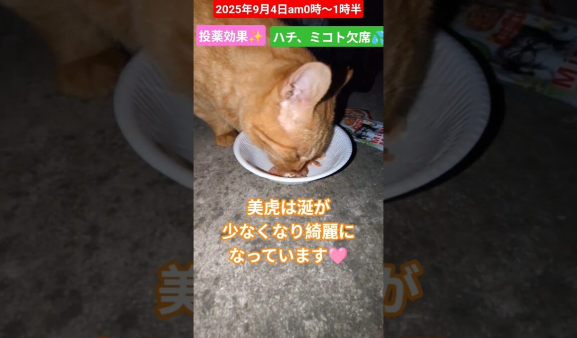 【2025年9月4日am0時〜1時半】投薬の効果✨️ハチとミコト欠席でした🙏