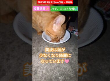 【2025年9月4日am0時〜1時半】投薬の効果✨️ハチとミコト欠席でした🙏