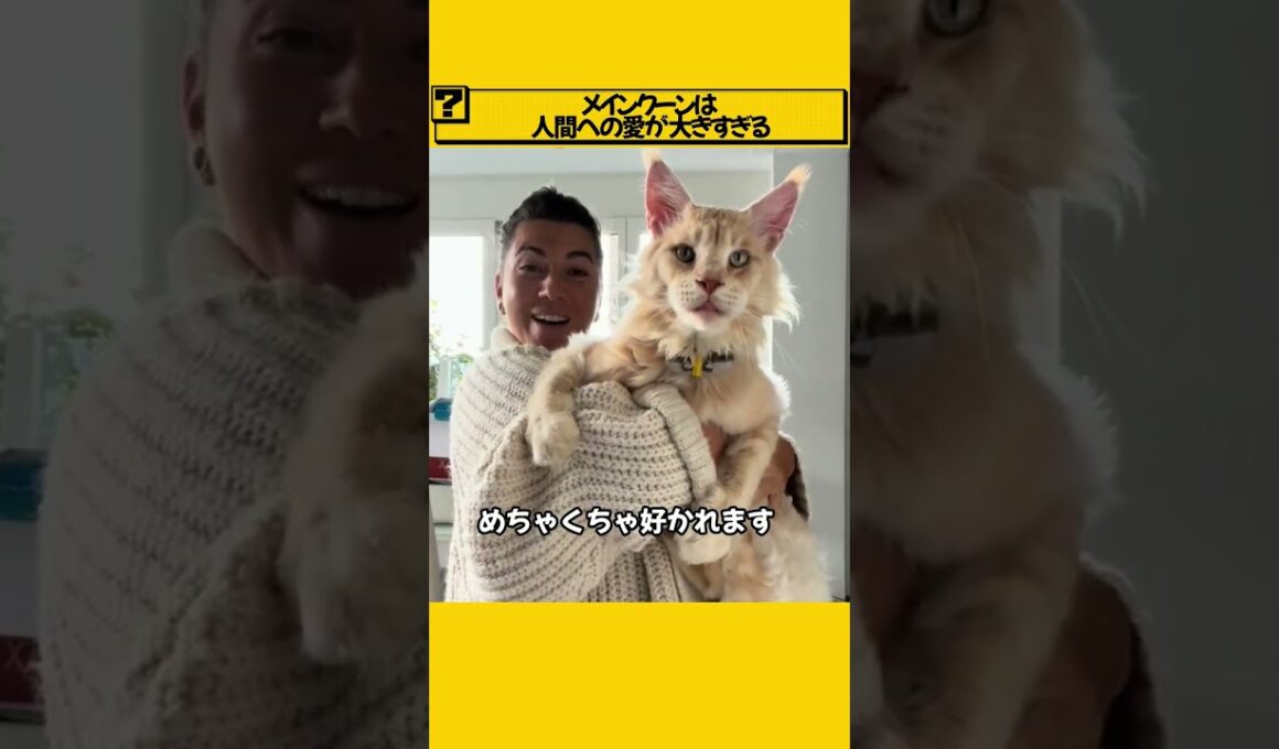 メインクーンは人間への愛が大きすぎる