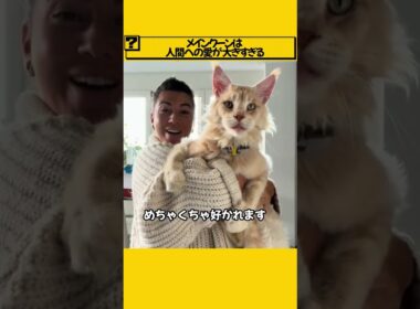 メインクーンは人間への愛が大きすぎる