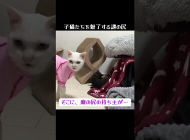 【謎】子猫たち、謎の尻物質に魅了される #cat  #猫  #ねこ  #保護猫 #cute #猫のいる暮らし #子猫 #shorts  #こねこ