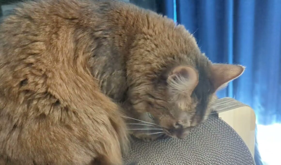 【1325日目】バリバリをバリバリ #ソマリ #cat