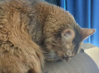 【1325日目】バリバリをバリバリ #ソマリ #cat