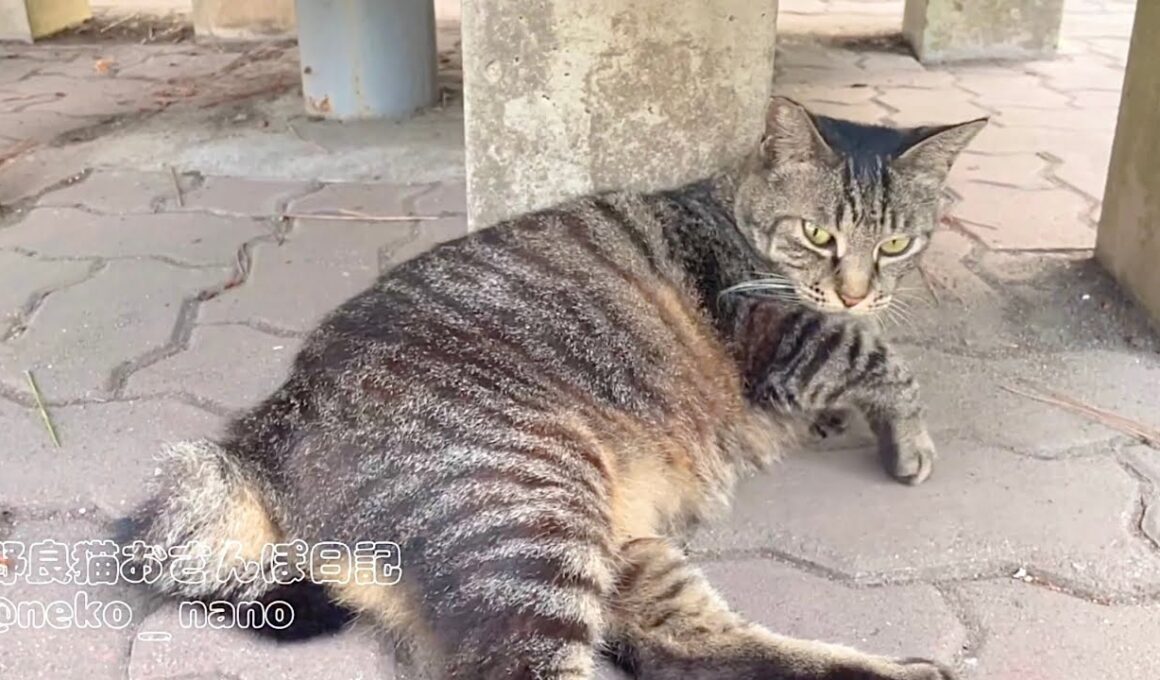 口元の黒い何かを取られて拗ねたミーちゃんの足をツンツンたら･･･【キジトラ猫】
