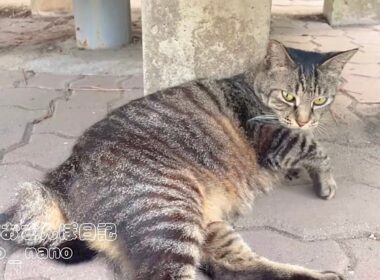 口元の黒い何かを取られて拗ねたミーちゃんの足をツンツンたら･･･【キジトラ猫】