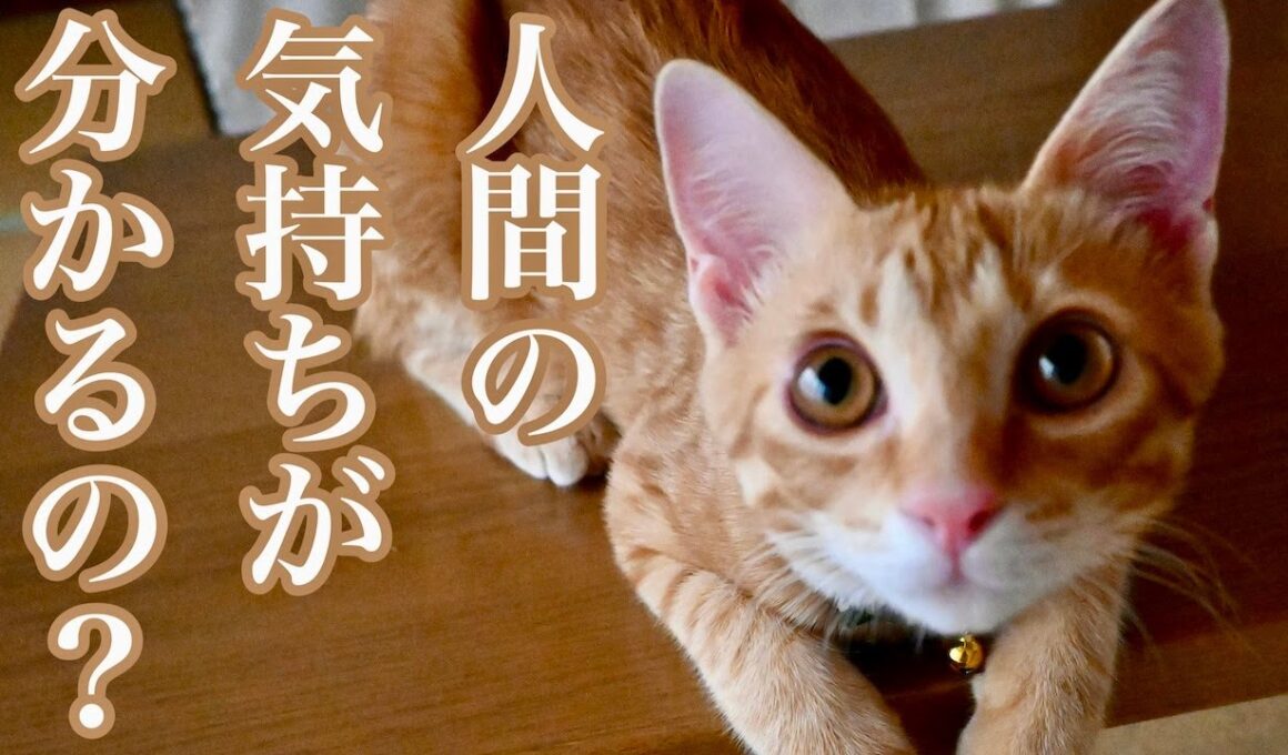 人間の気持ちが分かるの？／子猫保護１の動画制作エピソード