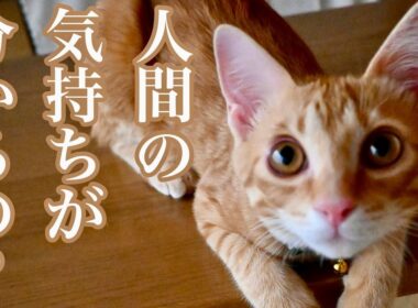 人間の気持ちが分かるの？／子猫保護１の動画制作エピソード