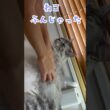 大型猫ピアノに噛まれた！#メインクーン#shorts
