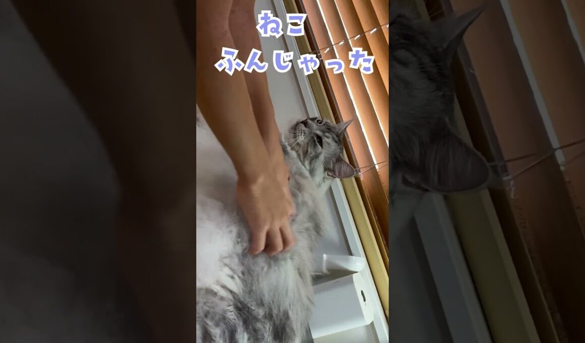 大型猫ピアノに噛まれた！#メインクーン#shorts