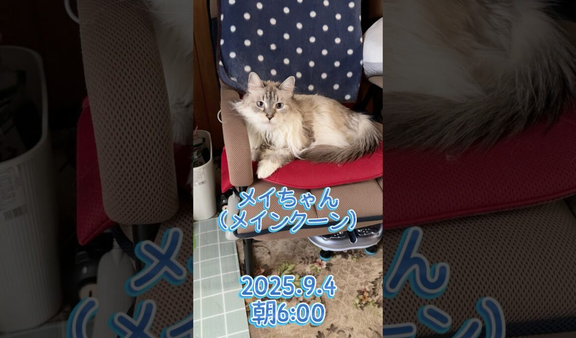 メイ『メインクーン』 2025.9.4朝6時 #メインクーン