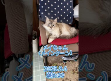 メイ『メインクーン』 2025.9.4朝6時 #メインクーン