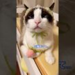 小泉構文ってなんにゃ？と考えるスノーシュー猫 #shorts #猫のいる暮らし #cat