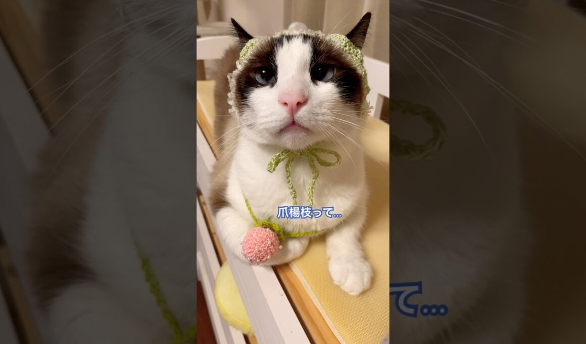小泉構文ってなんにゃ？と考えるスノーシュー猫 #shorts #猫のいる暮らし #cat
