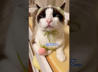 小泉構文ってなんにゃ？と考えるスノーシュー猫 #shorts #猫のいる暮らし #cat