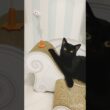 じゃれる黒猫　#ボンベイ #子猫 #cat #bombay #ねこ #ねこのいる生活 #ねこ動画 #猫のいる暮らし #ネコ #猫好きさんと繋がりたい #猫 #おもちゃ #爪とぎ #癒やし #かわいい