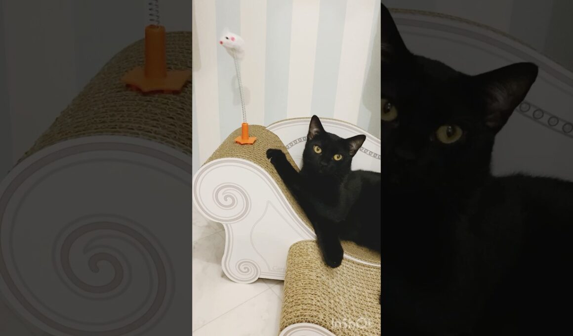 じゃれる黒猫　#ボンベイ #子猫 #cat #bombay #ねこ #ねこのいる生活 #ねこ動画 #猫のいる暮らし #ネコ #猫好きさんと繋がりたい #猫 #おもちゃ #爪とぎ #癒やし #かわいい