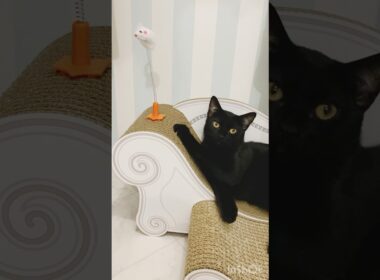 じゃれる黒猫　#ボンベイ #子猫 #cat #bombay #ねこ #ねこのいる生活 #ねこ動画 #猫のいる暮らし #ネコ #猫好きさんと繋がりたい #猫 #おもちゃ #爪とぎ #癒やし #かわいい