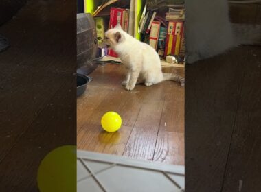 キジシロのルルが去り、イタズラ開始！シャムの子ネコ雫ちゃん
