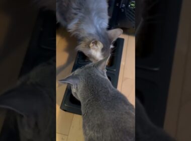 Dinner 20240825 #cat #kitten #catcute #kitte #cuteanimal #猫のいる暮らし #katten #cutecat #kitty