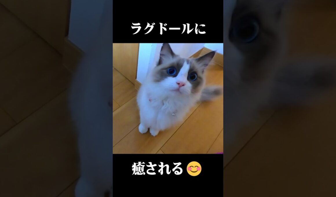 ラグドールに癒される　その１ #ラグドール #猫 #癒し #キャットタワー
