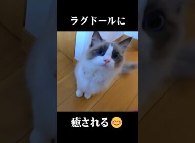 ラグドールに癒される　その１ #ラグドール #猫 #癒し #キャットタワー
