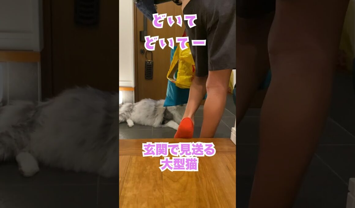 新学期の朝、出ていく少年を見送る大型猫。忘れ物？#メインクーン#shorts