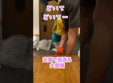 新学期の朝、出ていく少年を見送る大型猫。忘れ物？#メインクーン#shorts