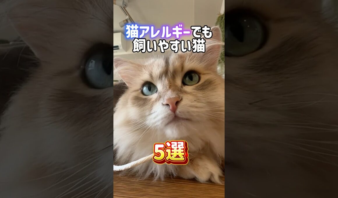 猫アレルギーでも飼いやすい猫5選🤧😻ベンガル•ロシアンブルー•バリニーズ•デボンレックス•サイベリアン