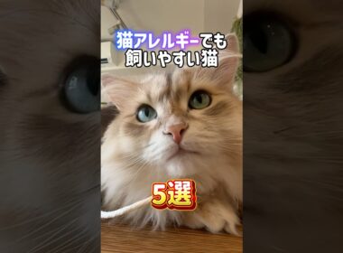 猫アレルギーでも飼いやすい猫5選🤧😻ベンガル•ロシアンブルー•バリニーズ•デボンレックス•サイベリアン