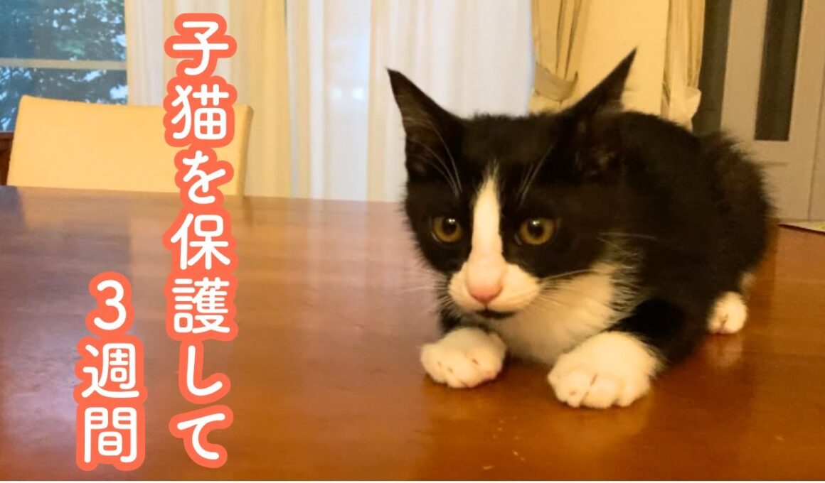 野良猫を保護して３週間｜子猫まるちゃんの成長と福ちゃんのやさしい見守り