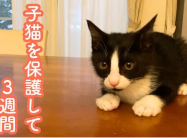 野良猫を保護して３週間｜子猫まるちゃんの成長と福ちゃんのやさしい見守り