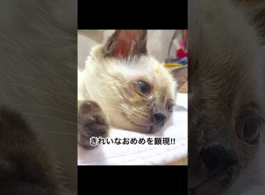 シンバ幼少期 #shorts #ショート