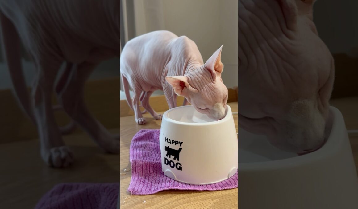 美味しそうに水を飲む毛のない猫【スフィンクス】