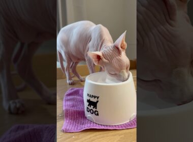 美味しそうに水を飲む毛のない猫【スフィンクス】